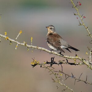 Fieldfare-DSC04484-2048px.jpg