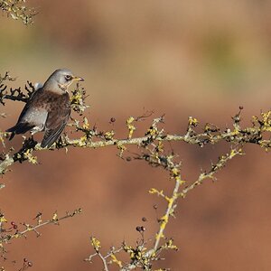 Fieldfare-DSC04491-2048px.jpg