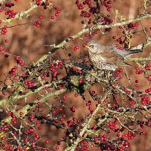 Fieldfare-DSC04544-2048px.jpg