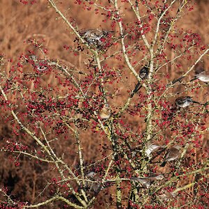 Fieldfare-DSC04557-2048px.jpg