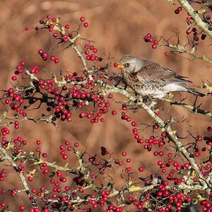 Fieldfare-DSC04589-2048px.jpg