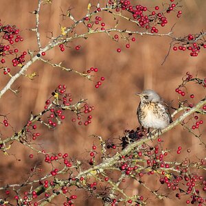 Fieldfare-DSC04592-2048px.jpg