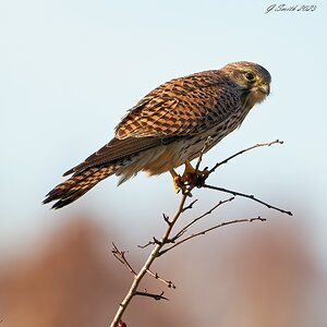 kestrel 2023 580.jpg