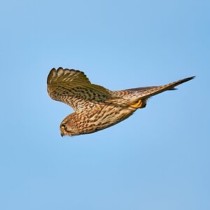 kestrel 2023 454.jpg