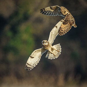 Short Eared Owls Spat (1 of 1).jpg