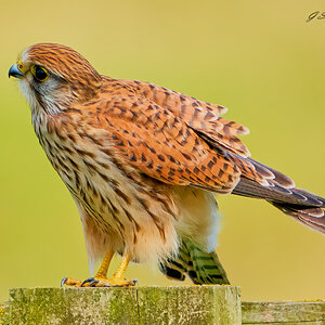 kestrel 2023 531.jpg