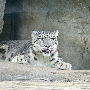 Snow Leopardx.jpg