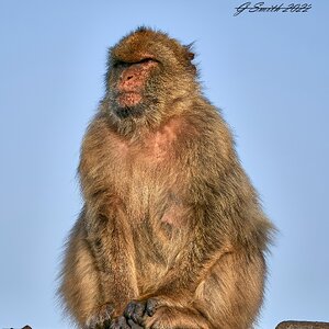 barbary ape 2022 (7).jpg