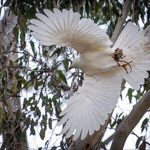 Goshawk with rat r.jpg