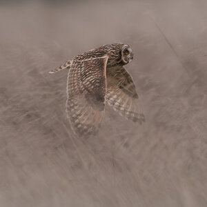 Short Eared Owls  (17 of 18).jpg