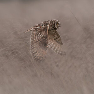 Short Eared Owls  (17 of 18).jpg