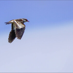 Black- fronted Dotterel.jpg