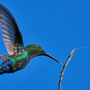 Green-Throated Carib - St Johns USVI - 12052023 - 04- DN.jpg