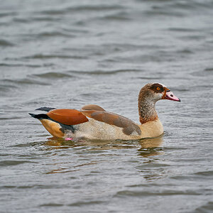 eyptian goose 2023 4.jpg