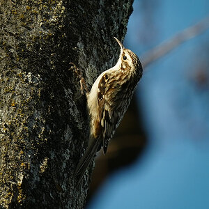 Brown Creeper