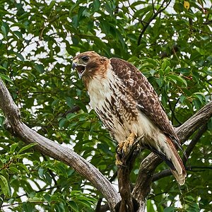 Red-tailed Hawk - BCSP - 007202018 - 03.jpg