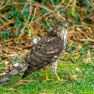 Cooper's hawk - Dad's Place - 12132020 - 03.jpg