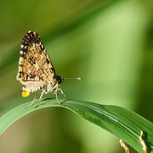 Moth - St Johns USVI - 12052023 - 01- DN.jpg