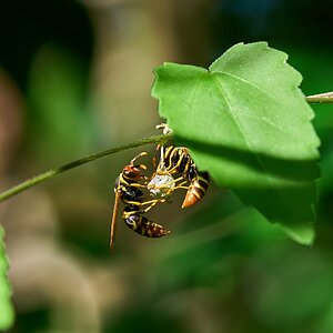 Wasp - St Johns USVI - 12062023 - 02- DN.jpg