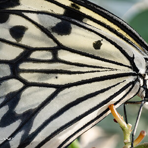 Butterfly_Pavillion-1.jpg