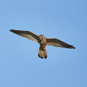 kestrel 2023 628.jpg