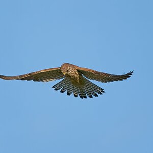 kestrel 2023 623.jpg