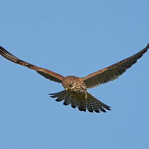 kestrel 2023 608.jpg