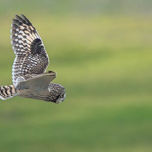 Short-eared-Owl-27977.jpg