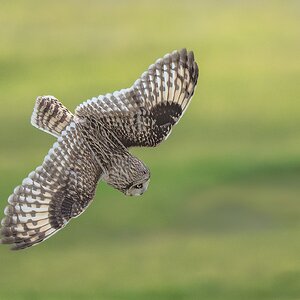 Short-eared-Owl-27979.jpg