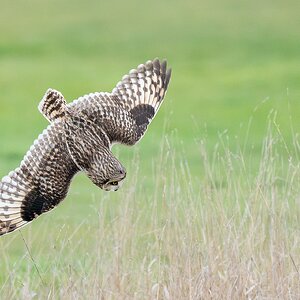 Short-eared-Owl-27984.jpg