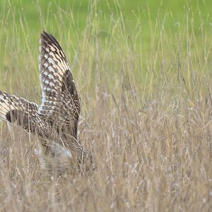 Short-eared-Owl-27985.jpg