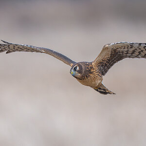 Northern-Harrier-28256.jpg