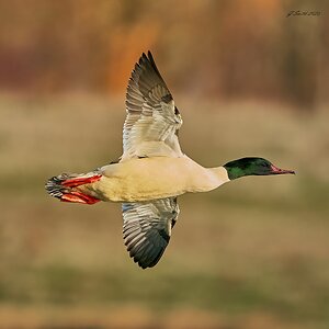 goosander 2023 18.jpg