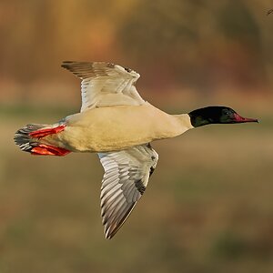 goosander 2023 21.jpg