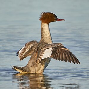 goosander 2023 6.jpg