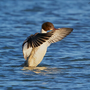 goosander 2023 4.jpg