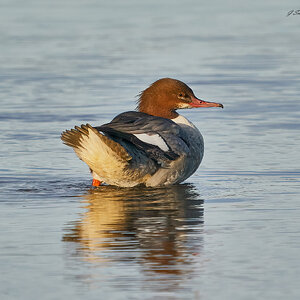 goosander 2023 8.jpg