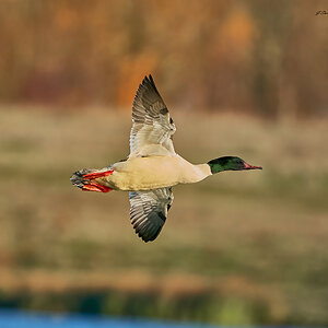 goosander 2023 17.jpg