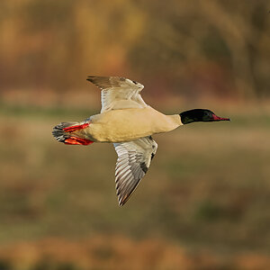 goosander 2023 19.jpg