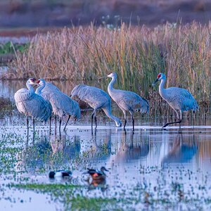 3. Sandhill Cranes.jpg