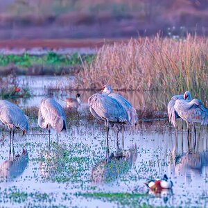 4. Sandhill Cranes.jpg