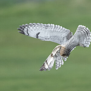 Short-eared Owl-27414.jpg