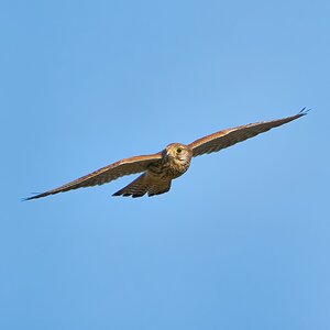 kestrel 2023 620.jpg