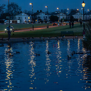 blackheath_ducks_at_sunset-6.jpg