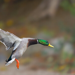 Mallard-21045-Edit.jpg