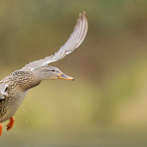 Mallard-21719.jpg