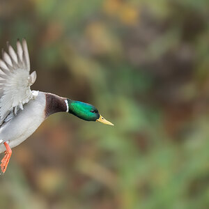 Mallard-21850.jpg