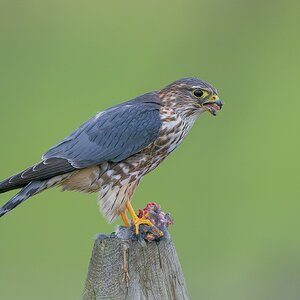 Merlin-ROY-A1-3671.jpg