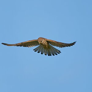 kestrel 2023 622.jpg