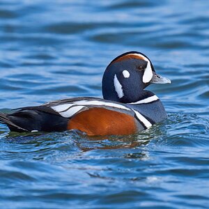 Harlequin Duck - Barnegat Lighthouse - 12302023 - 14- DN.jpg